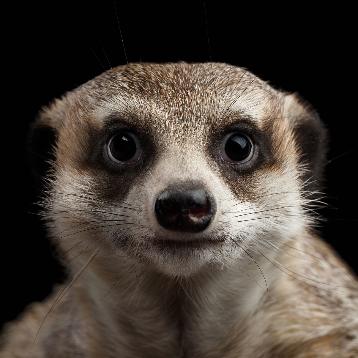 Willen Geschiktheid uitstulping Dieren kleur 01 | deleuksteonderzetters.nl